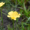 Pitted Stripeseed II 8-3-23