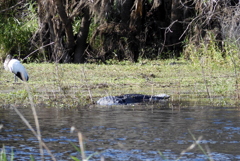 Alligator and Wood Stork 1-2-23