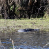 Alligator and Wood Stork 1-2-23