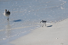 A Sanderling and A Willet 11-26-24