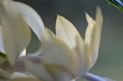 Golden Light 2-15-25