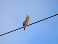 Singing 2-21-23