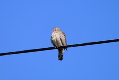 Common Ground Dove II 2-20-24