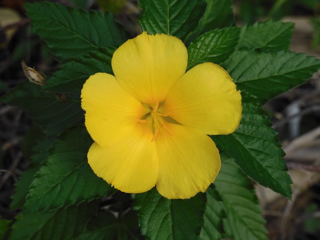 Turnera ulmifolia I 1-5-23