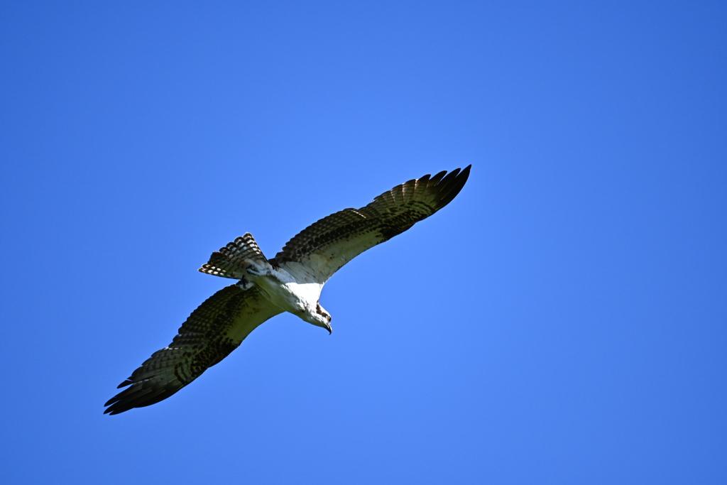 Osprey 1-iv 8-31-24
