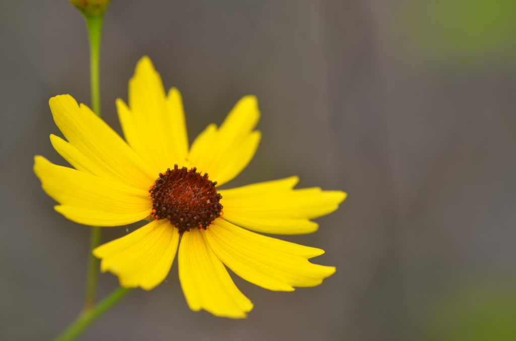 Leavenworth's Tickseed I 3-8-24