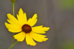 Leavenworth's Tickseed I 3-8-24