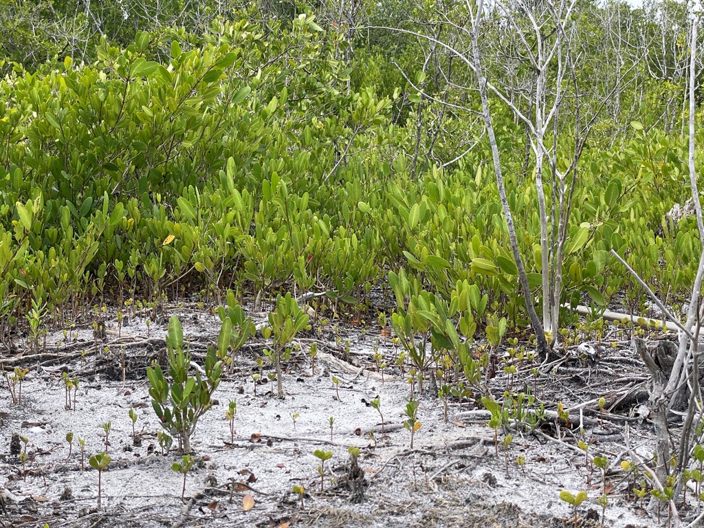 Young White Mangrove 3-5-25
