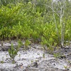 Young White Mangrove 3-5-25