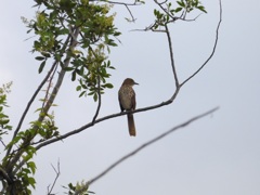 Brown Thrasher II 10-14-23