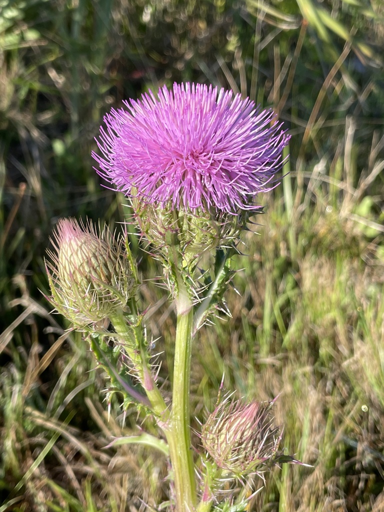 Purple Thistle II 3-22-23