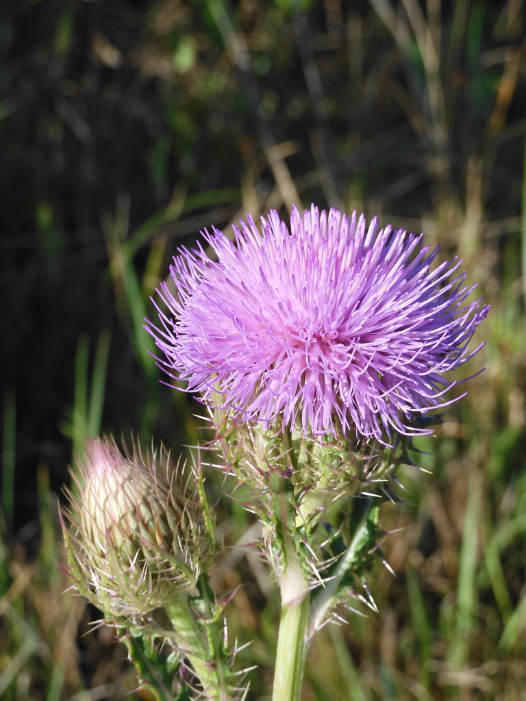 Purple Thistle I 3-22-23