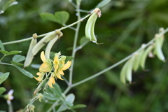 Smooth Rattlebox I 8-20-25