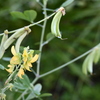 Smooth Rattlebox I 8-20-25