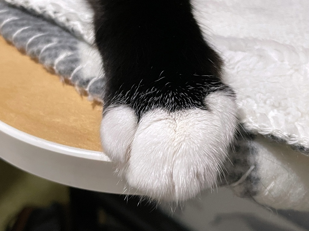 Right Paw 11-30-24