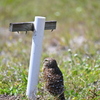 Spring in Cape Coral 4-10-25