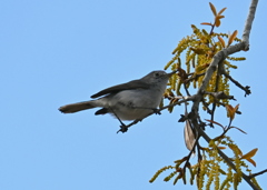 Blue-Gray Gnatcatcher III 2-26-26
