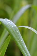 Rain II 8-20-25