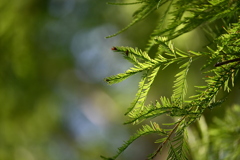 Bald Cypress 7-9-25