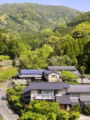 山藤の咲く里　2024-4-19