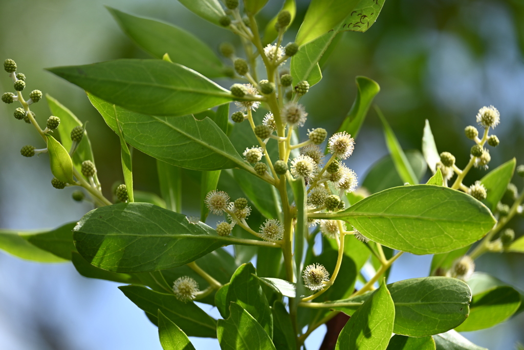 Buttonwood I 7-17-25