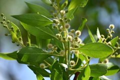 Buttonwood I 7-17-25