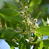 Buttonwood I 7-17-25