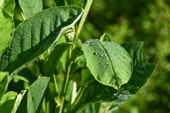 Crotalaria spectabilis I 8-20-25