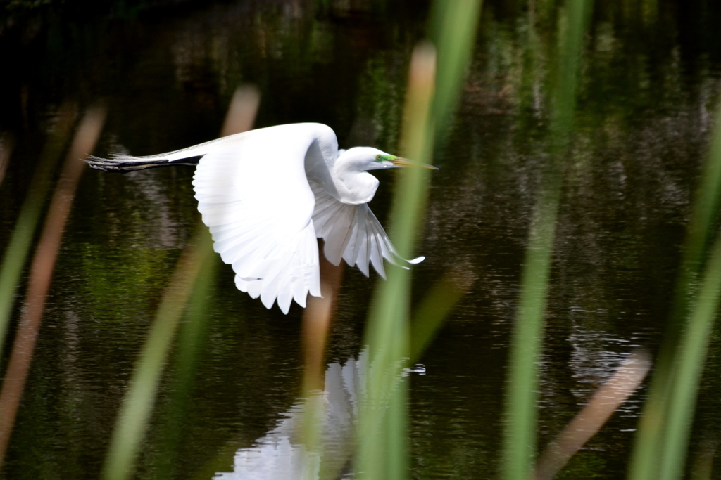 Great Egret Flying III 3-5-24