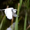 Great Egret Flying III 3-5-24