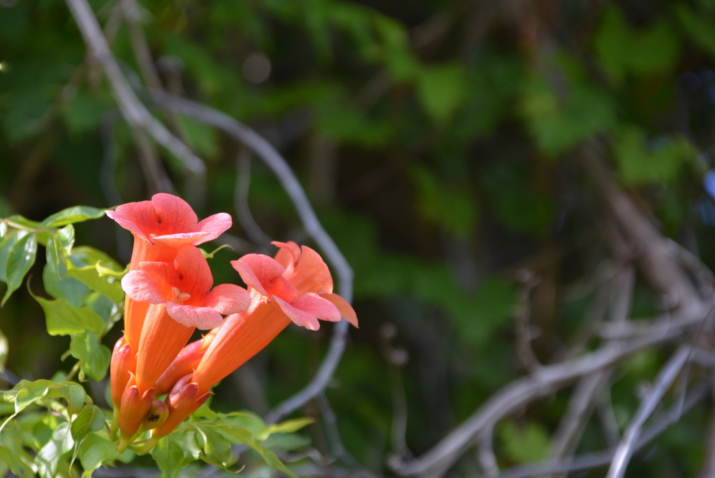 Trumpet Creeper 5-30-22