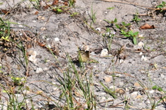 Setophaga palmarum palmarum 11-1-24