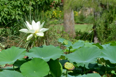 White Lotus in Florida Garden II 7-17-25