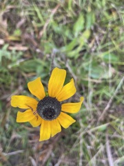 Black-Eyed Susan II 12-22-22