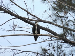 Female Osprey VII 9-24-23