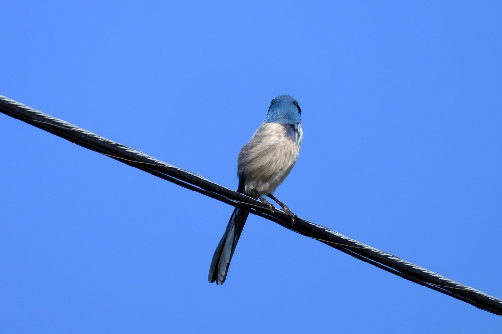 Aphelocoma coerulescens VI 2-27-24