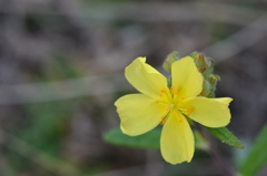 Pinebarren Frostweed IV-a