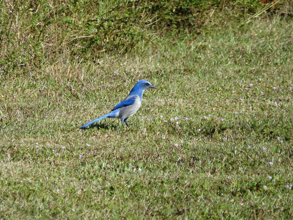 Aphelocoma coerulescens I 12-28-23