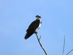 Osprey IV 8-3-23