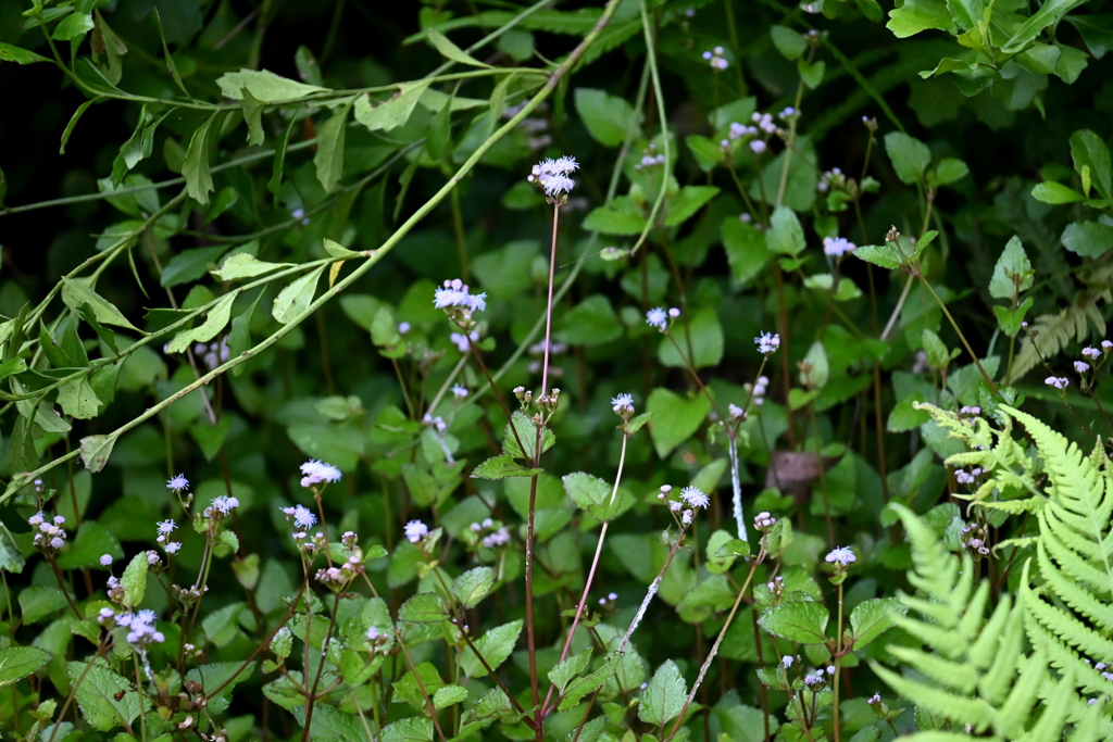 Blue Mistflower 7-9-25