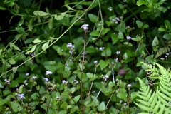 Blue Mistflower 7-9-25