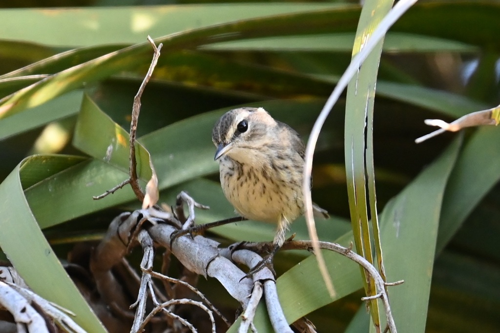 I Feel Pretty 11-18-25