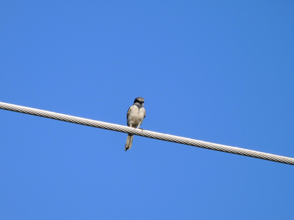 Loggerhead Shrike 8-5-23