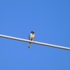 Loggerhead Shrike 8-5-23