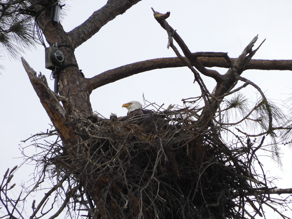 Eaglets and M15 2-3-23