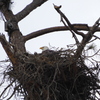 Eaglets and M15 2-3-23