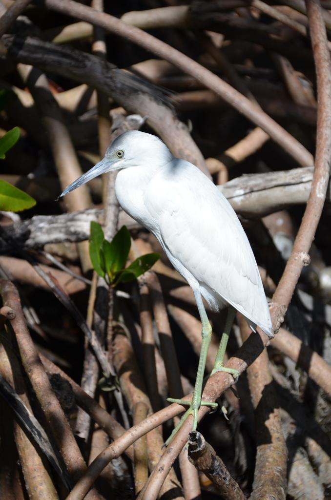 Little Blue Heron No3 I 2-10-21