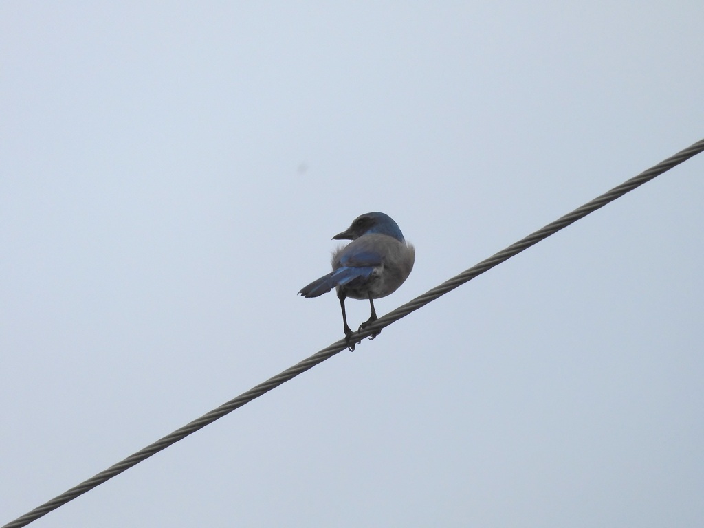 Florida Scrub Jay IV 10-14-23