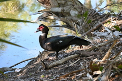 Muscovy Duck I 2-4-25