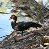 Muscovy Duck I 2-4-25